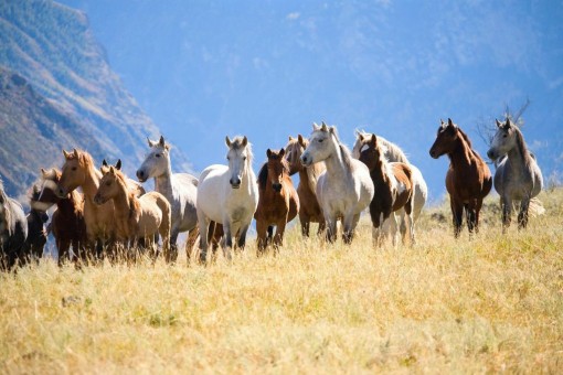 wild horses christas luck inspire 